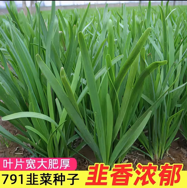白根韭菜种籽/紫根韭菜种子四季可种盆栽地栽抗病高产（拍2送1）