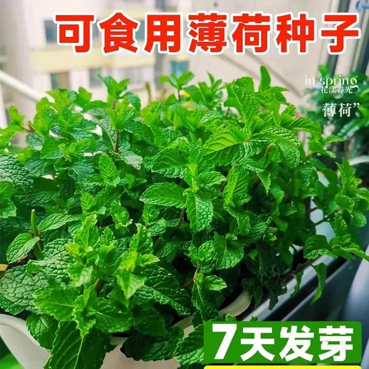 【拍2送1】室内薄荷樱桃萝卜种子薄荷种子绿植盆栽四季薄驱蚊草种孑