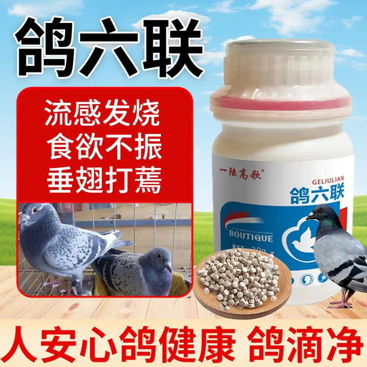 【一陆高歌】鸽六联鸽子营养肉鸽赛鸽信鸽宠物鸽子鸟类通用掉毛