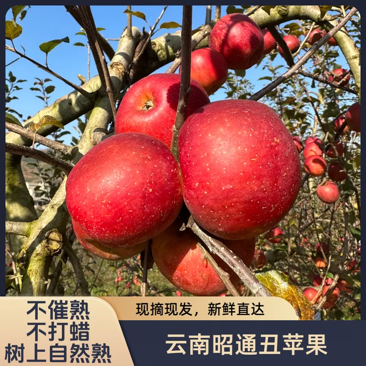 云南昭通红富士丑苹果冰糖心高山自然当季新鲜现摘脆甜5-10斤包邮商品图