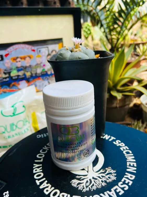 智利进口十硼颗粒【矿物质】，养产地状态，增强硬化角质层，促花壮果
