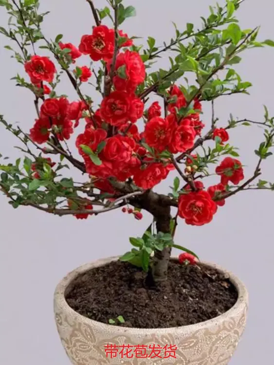 海棠花盆栽四季开花花卉家庭绿植室内阳台花苞茶室盆景多色格桑花