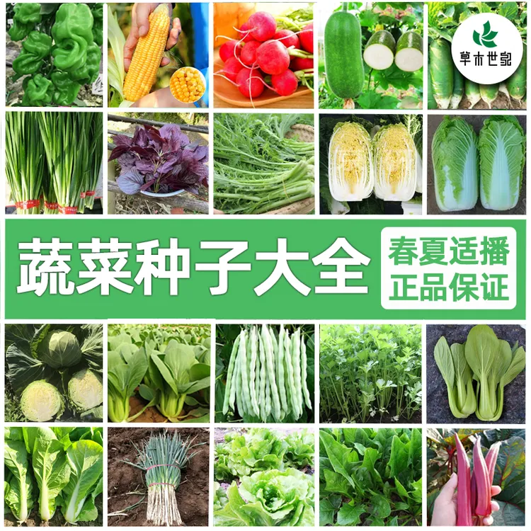 蔬菜种子大全四季播种收获菠菜生菜混合适合小葱番茄蔬菜种子