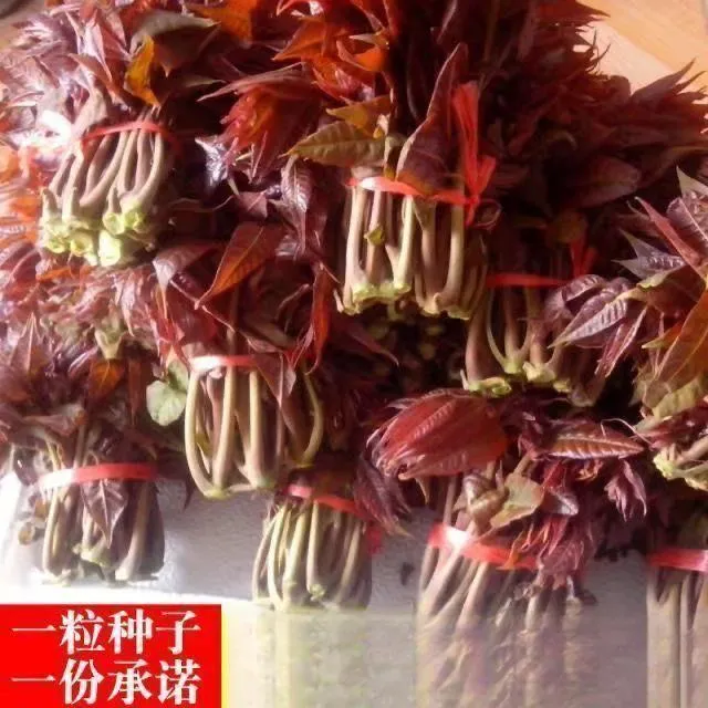 红油香椿种子口感好香味浓四季速生香椿香椿苗可食用育苗播种生长