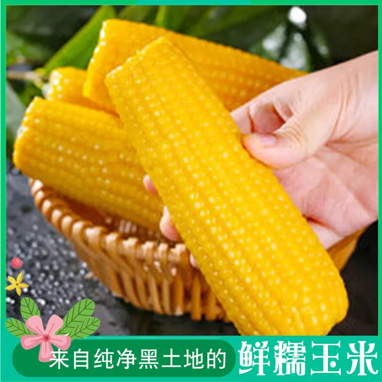 【到手10支】东北黄糯玉米 铝箔包装每支 200克起