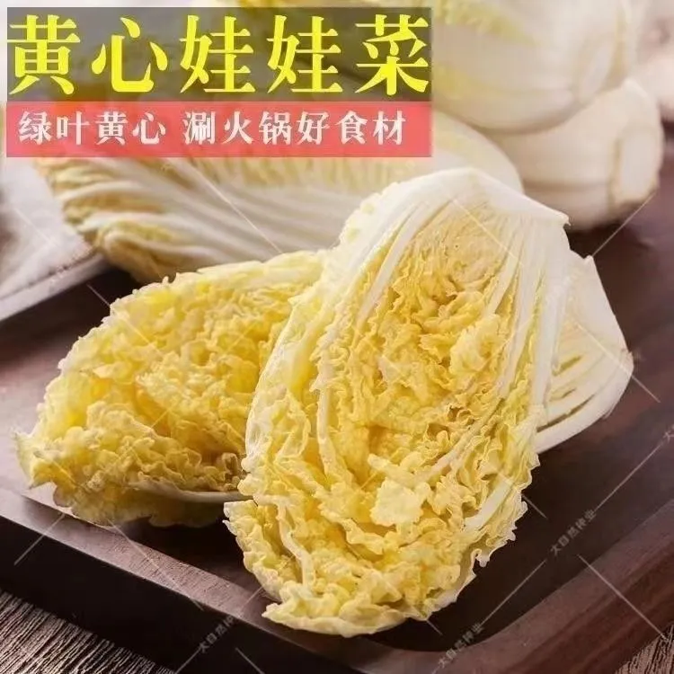露天种植新鲜现挖先发黄心娃娃菜l绿色蔬菜健康五斤商品图