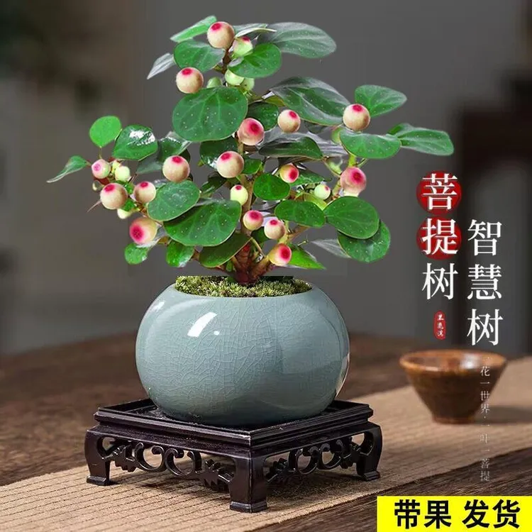 小盼世界盆栽苗带果植物室内盆景客厅桌面花卉净化空气鲜活绿植