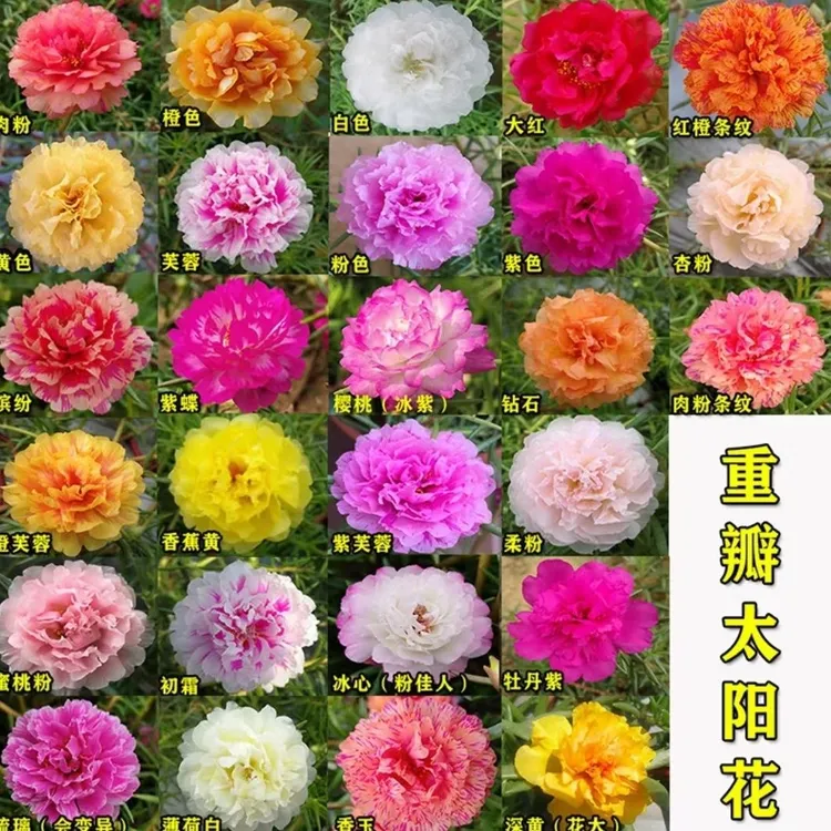 泰国进口重瓣太阳花枝条26色全配包活包对版