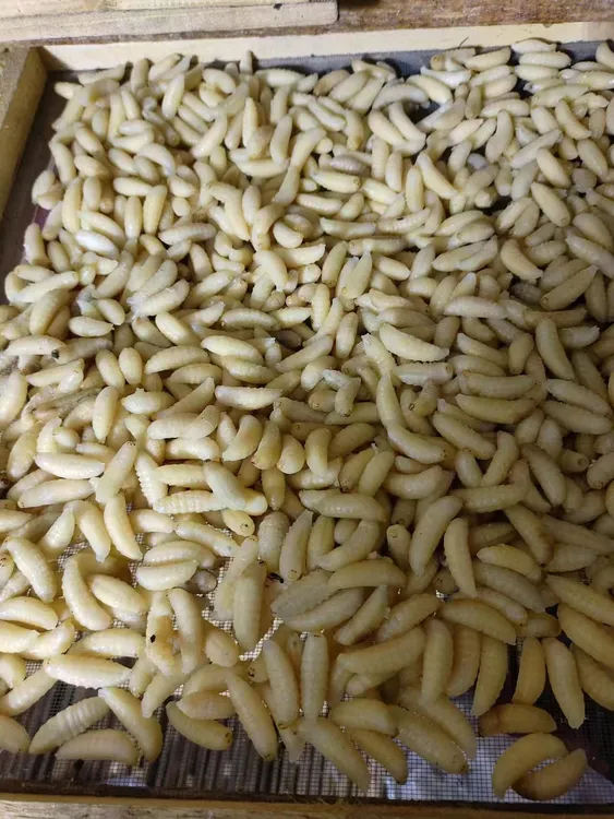 精品地蜂熟冻1、2、3、4蜂蛹