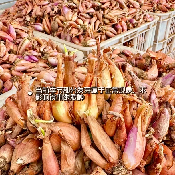 四季葱火葱种植农家栽种绿色四川自贡