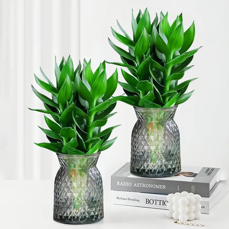 【买1送1】观音竹莲花竹富贵竹水培绿植净化空气四季好养易活营养液