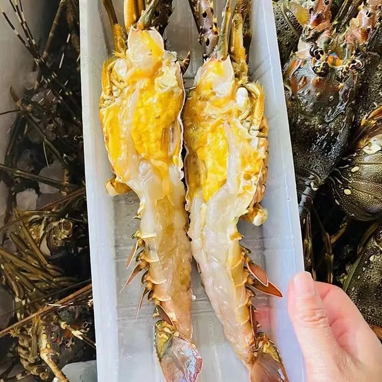 新鲜小青龙大龙虾波士顿龙虾特大澳龙鲜活大龙虾速冻特大号虾水产