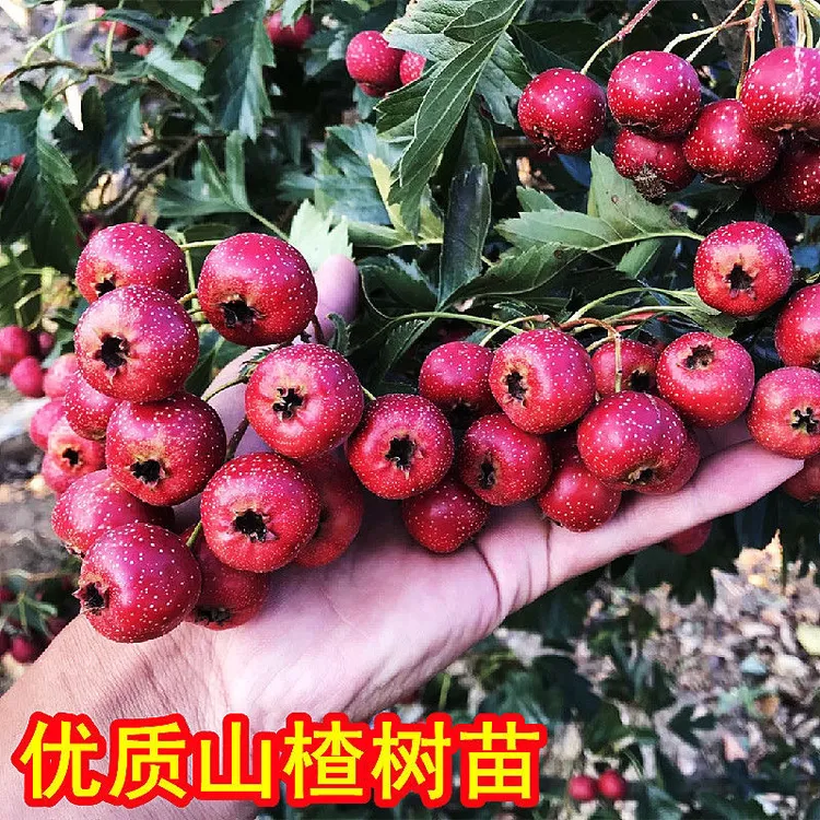 山楂树苗大金星山楂树苗南方北方种植