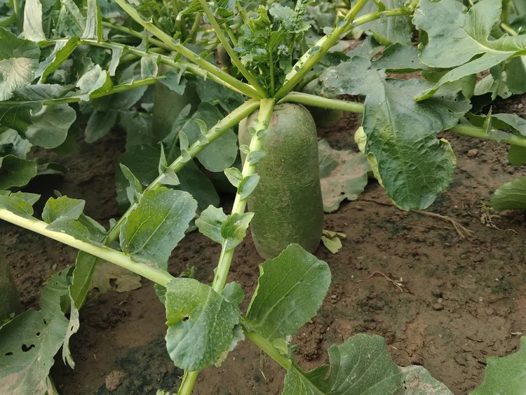 （津京冀拍 需要保温联系客服）沙窝水果萝卜尝鲜