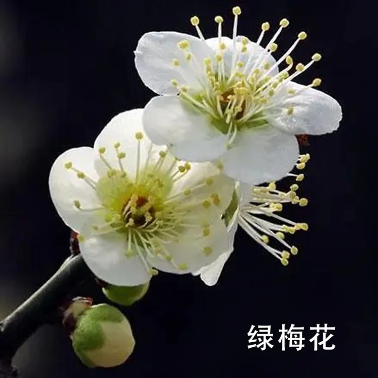 绿梅白花绿芯扦插原生红梅盆栽地阳台庭院室内室外南北方种植盆景