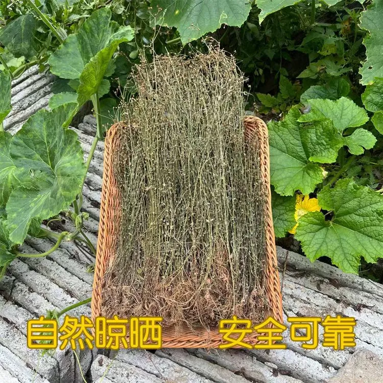 干货田基黄今年新货