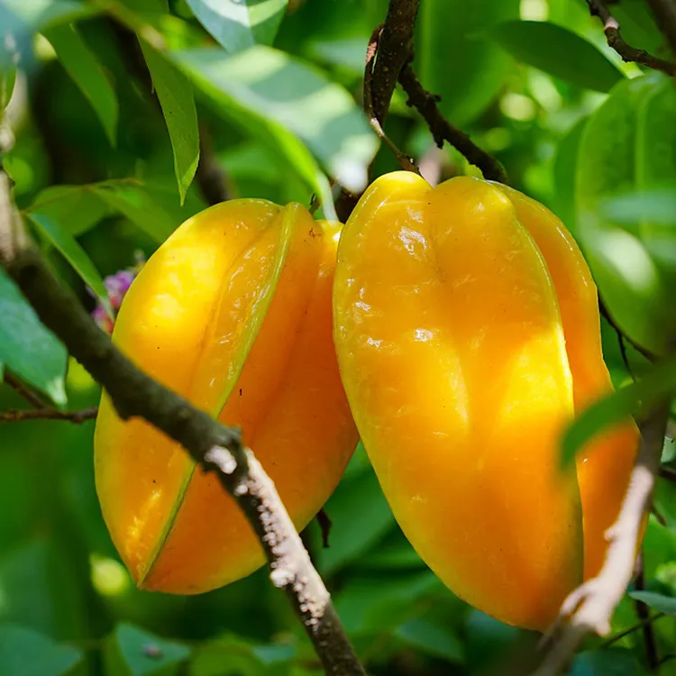 福建漳州杨桃鲜嫩采摘应季水果清甜脆嫩多汁爽口送酸梅粉产地直发