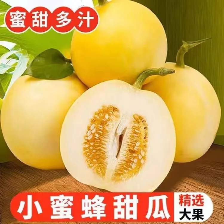 【顺丰快递】山东小蜜蜂甜瓜星甜20甜瓜新鲜美味脆甜多汁3/4.5斤