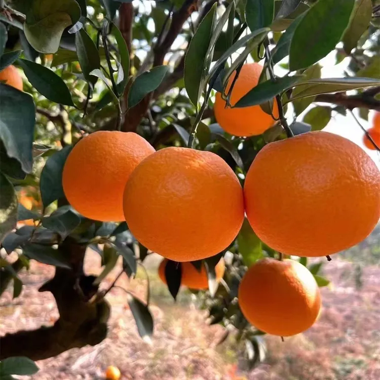 秭归脐橙九月红脐橙非赣南脐橙奉节脐橙皮薄肉厚汁多化渣