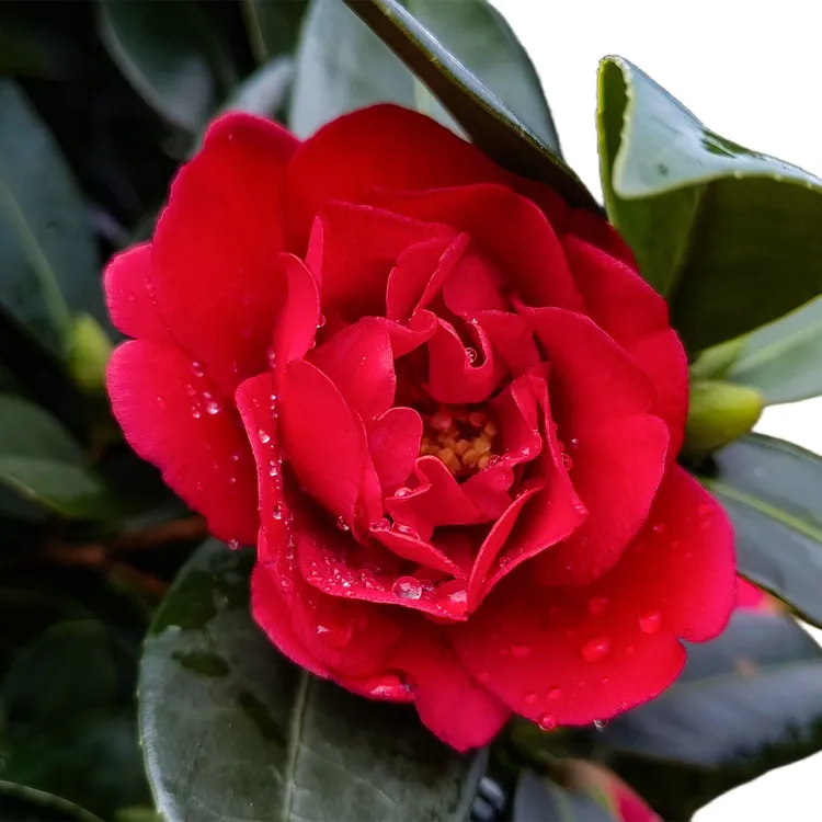 四季山茶花带花苞盆栽新款红色客厅阳台