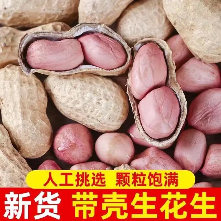 2025年新花生带壳晒干生花生原味粉皮干花生种子级2-5斤可做种子
