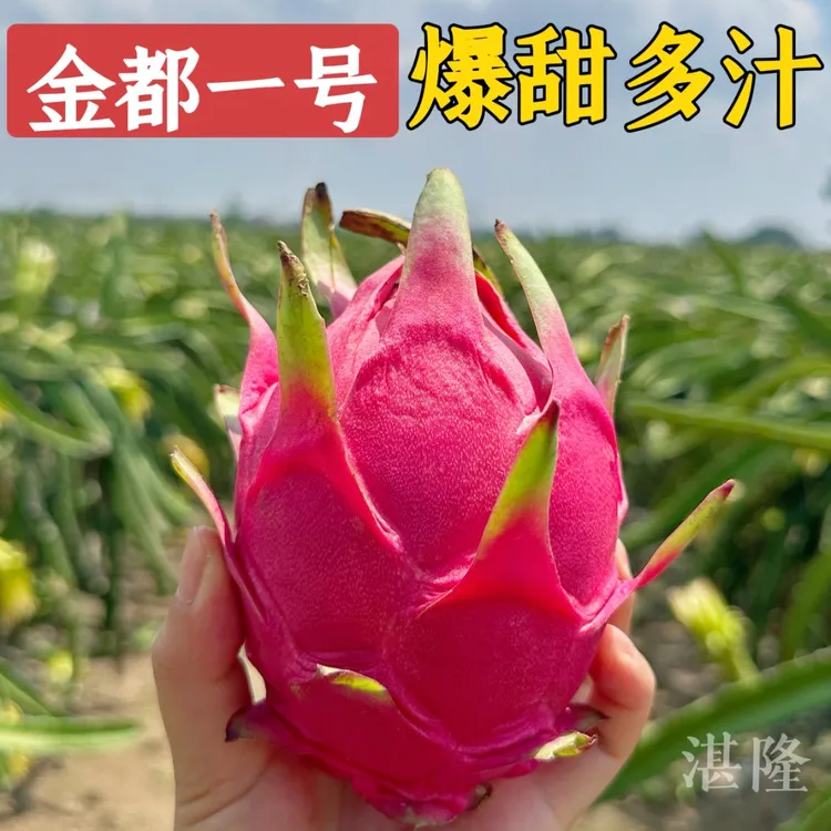 金都一号红心火龙果果新鲜采摘2-5斤果园现摘直发