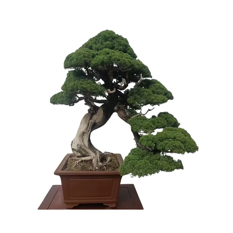 盆景观赏美观真柏黑松种植精品具体规格以直播间价济州真柏老桩