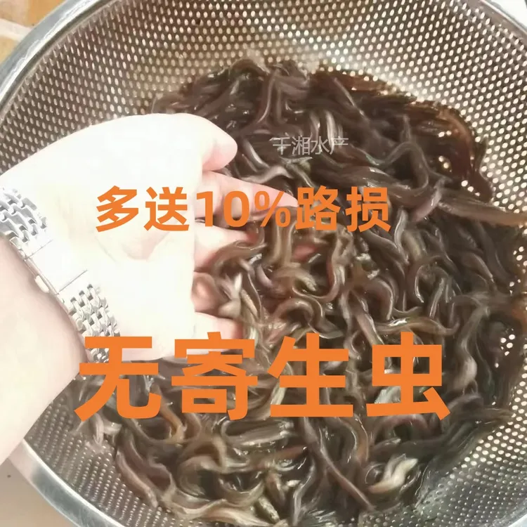 泥鳅苗活儿饵料鲜活泥鳅钓鱼喂六角龙恐龙乌龟活体饲料帆布池饲养