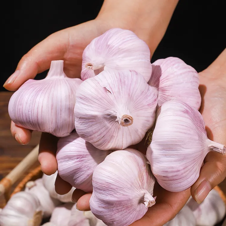【新店特惠】纯正干蒜5斤干蒜农家蒜0.4斤起饱满自然晾晒紫白皮蒜种
