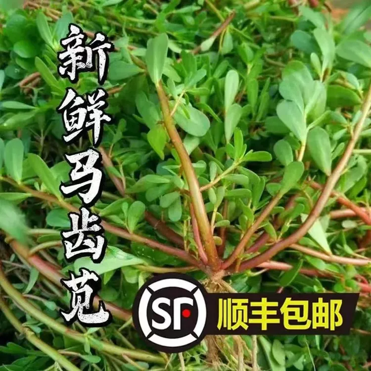 马齿苋菜新鲜现挖现发新鲜马齿菜食用时令野菜凉拌野菜野生长寿菜
