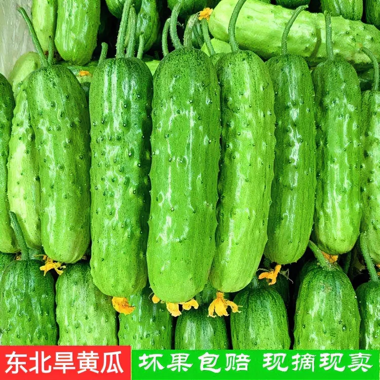 东北新鲜旱黄瓜5斤青瓜生吃蘸酱菜黄瓜产地直发2斤 3斤蔬菜食材