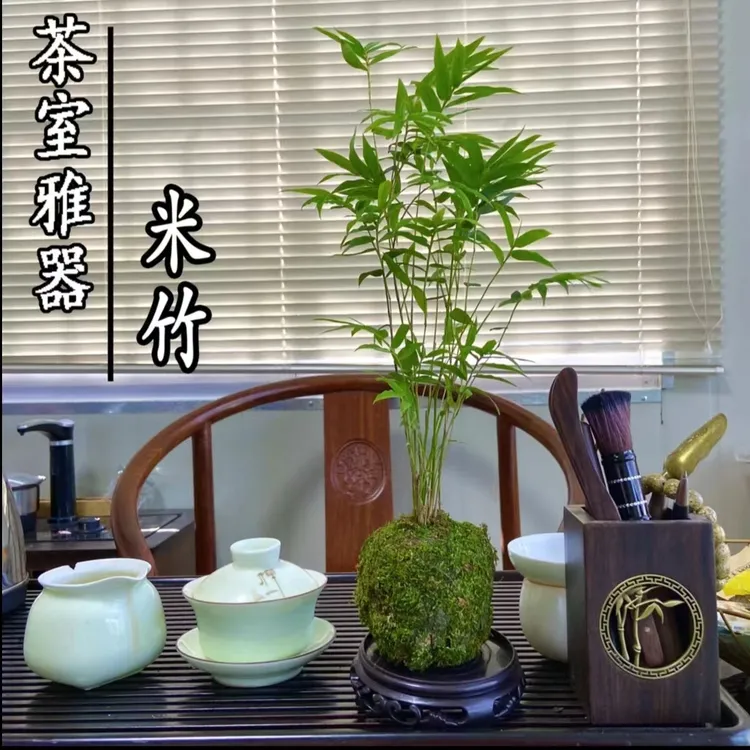米竹绿植水培植物盆栽苔藓球水培米竹好养室内微盆栽竹子盆栽