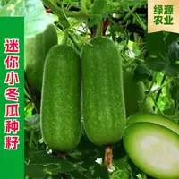 【全店满五包包邮】毛节瓜种子四季蔬菜种孑迷你小冬瓜种籽家庭种植