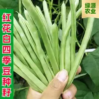 【全店满五包包邮】红花白荚玉四季豆种子蔬菜种子