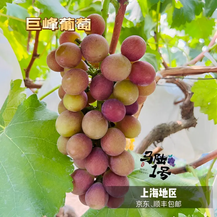 马陆1号葡萄园-巨峰葡萄 新鲜采摘 产地直发 顺丰京东直达