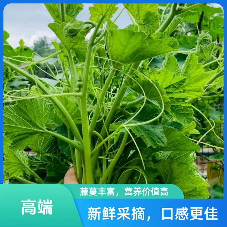 贵州山地农家长藤南瓜尖南瓜苗新嫩脆爽产地现摘现发2/3/5斤包邮