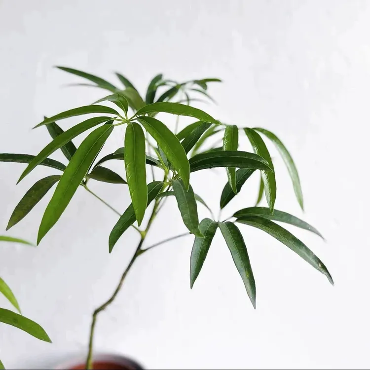 夏威夷鹅掌柴细叶伞三角鹅掌柴心叶鸭脚木ins风室内桌面绿植盆栽