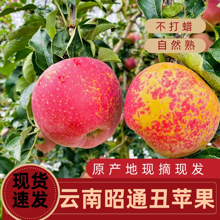2025年云南昭通丑苹果冰糖心水果产地新鲜脆甜多汁包邮发货