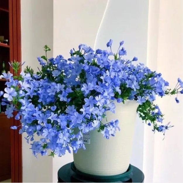 蓝雪花盆栽带花苞四季好养观花植物办公室内花阳台爬藤蓝色花卉