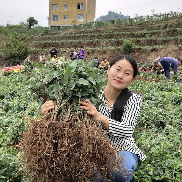 少籽紫果八月瓜果树水果苗种植一年第二年挂果水果树苗商品图