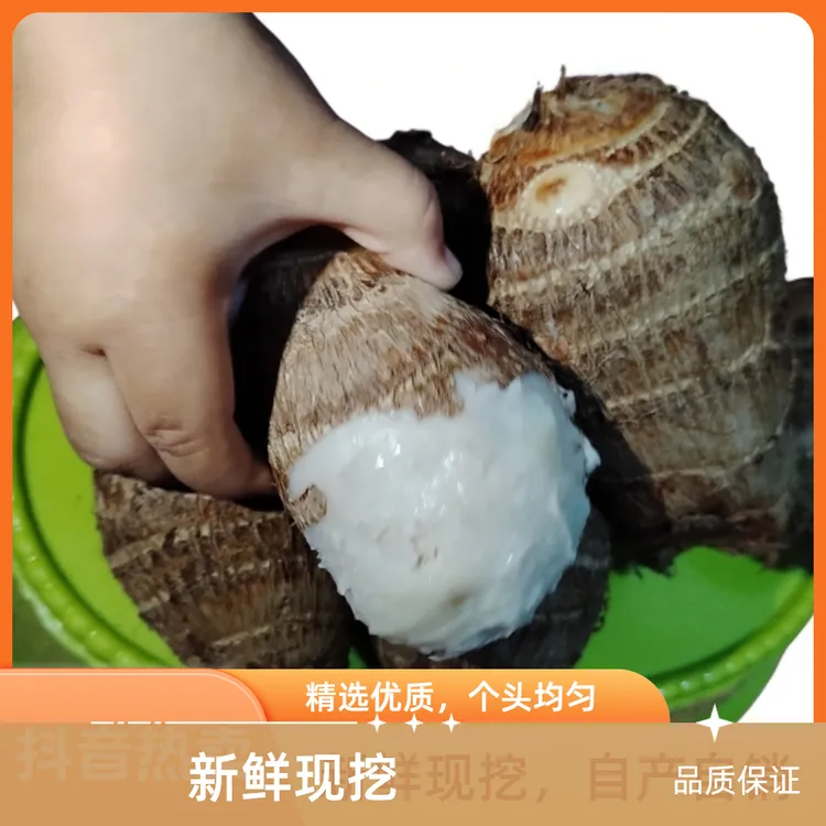 山东莱阳8520新鲜现挖芋头蔬菜芋头
