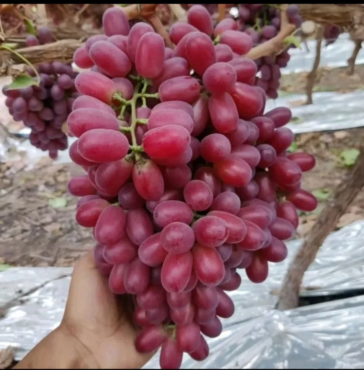 克伦生红提冰美人葡萄现摘净重四斤水果整箱包邮