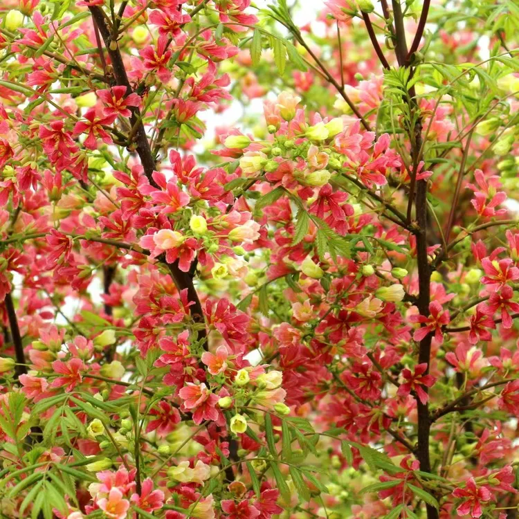 五彩渐变红花白花文冠果文冠树无忧子无患子盆栽观赏佳品