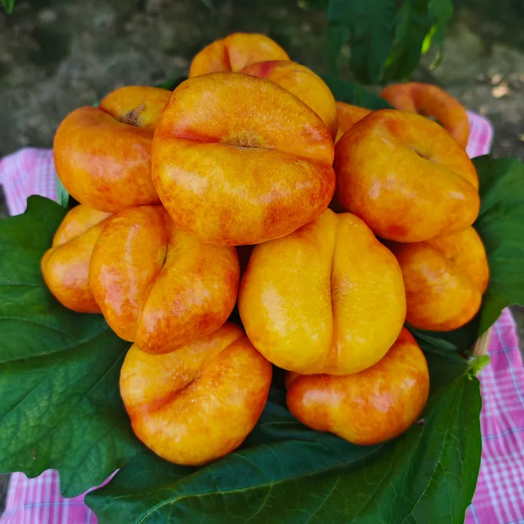 平谷鲜桃彩虹黄油蟠桃蜜罐新鲜现摘现发像冰糖一样平谷大桃