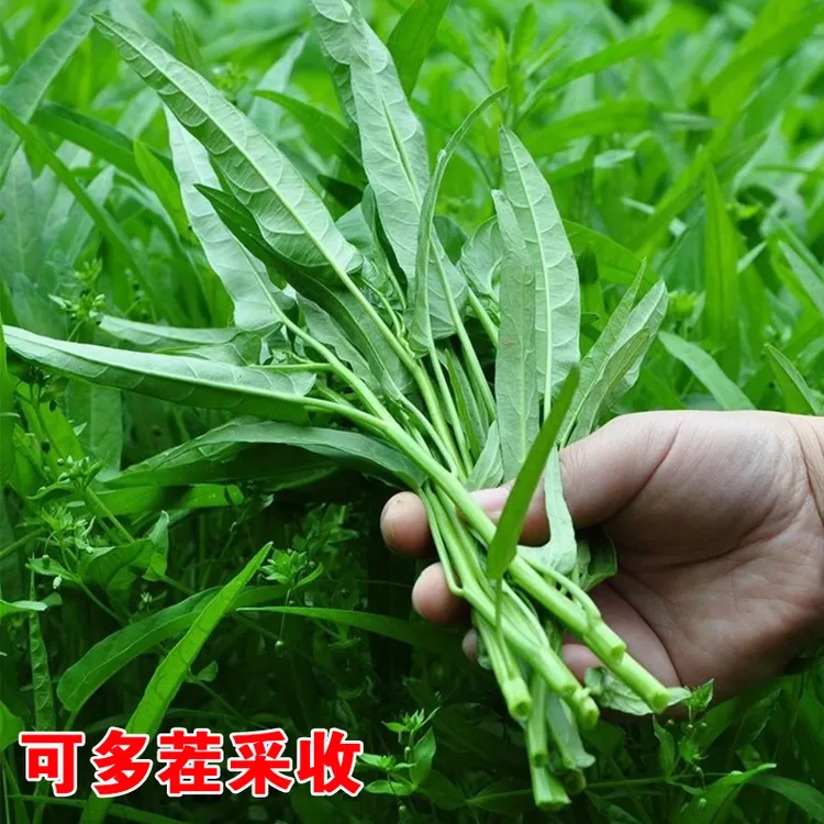 空心菜籽种菜种子水上四季菜苗带根蔬菜空心菜种籽种子农家盆栽