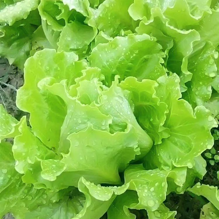 生菜意大利全年生菜王爽脆种子发芽蔬菜阳台种植奶油苗播种