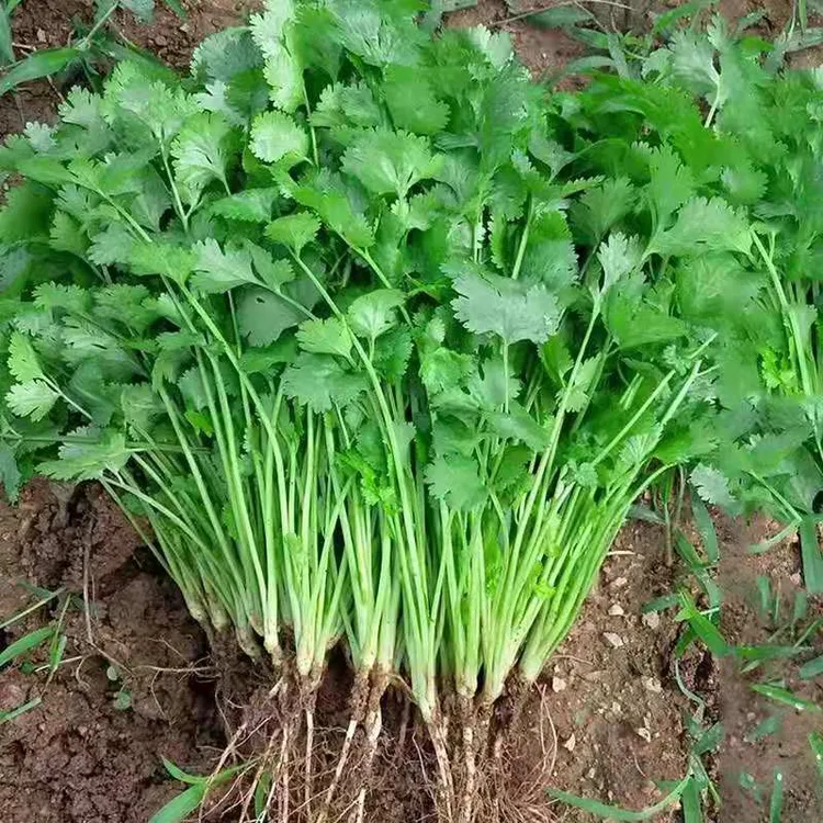 大叶香菜种子种植耐抽薹芫荽种籽春秋四季农家家庭种籽盆栽学精选商品图