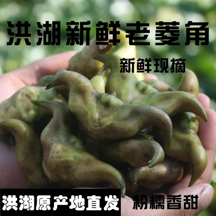 湖北洪湖老菱角新鲜棱角粉糯清香新鲜采摘1斤3斤5斤食用农产品