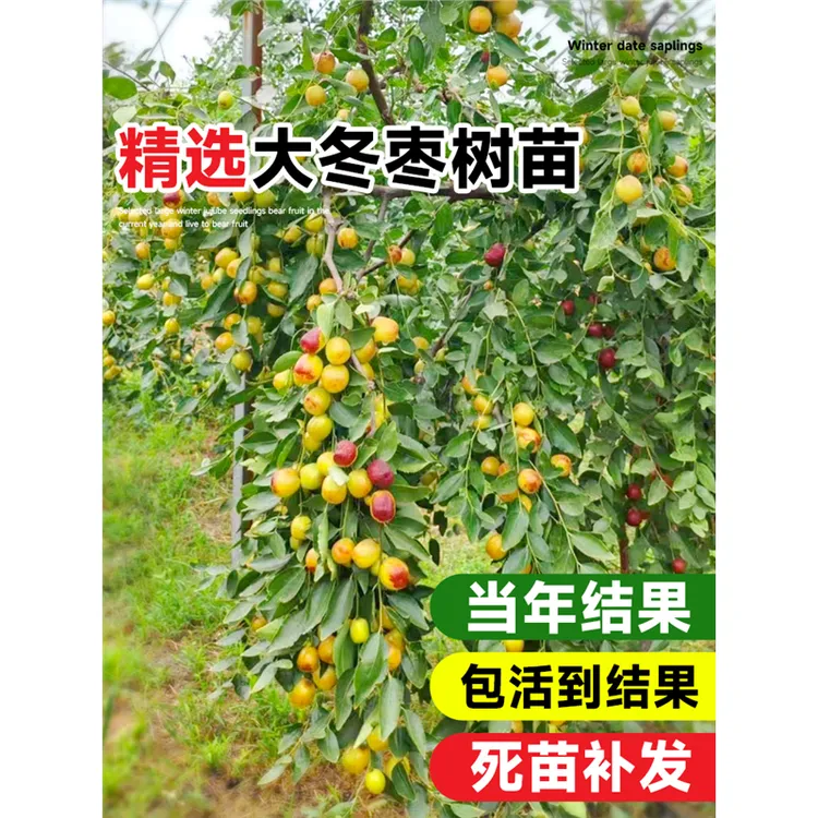 枣树活苗特大冬枣嫁接树苗沾化冬枣三代大枣超甜奶枣苹果水果青枣