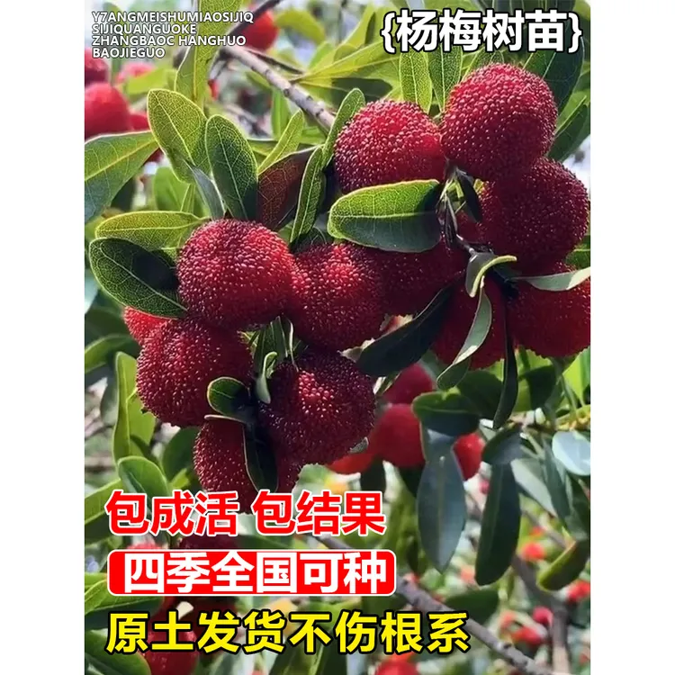 正宗嫁接东魁杨梅树苗杨梅苗地栽果树苗当年结果四季精品栽种成活
